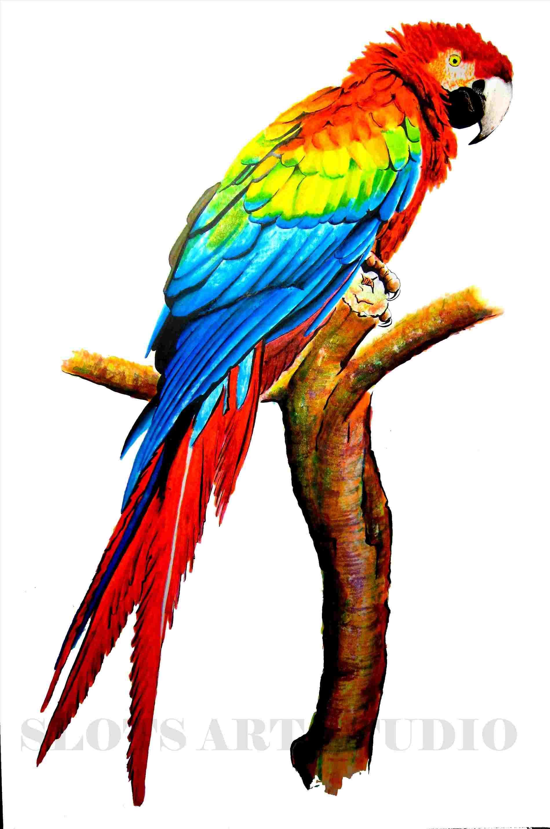 1899x2864 Image Result For Detailed Parrot Drawing Colour Inspirations
