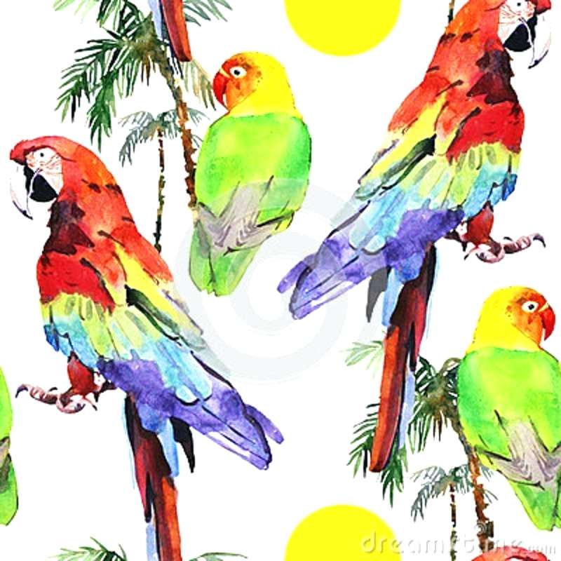 800x800 Parrot To Draw Grey Parrot Parrot Picture Drawing Easy