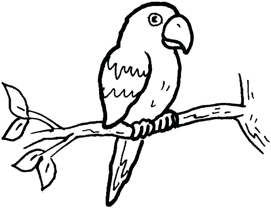 900x691 Parrot Pictures To Color Parrots Coloring Pages Parrots Coloring