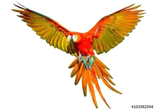 500x354 Pictures Of Parrots To Draw