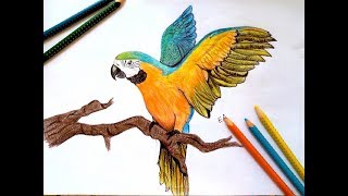 320x180 All Clip Of Parrot Drawing With Colour