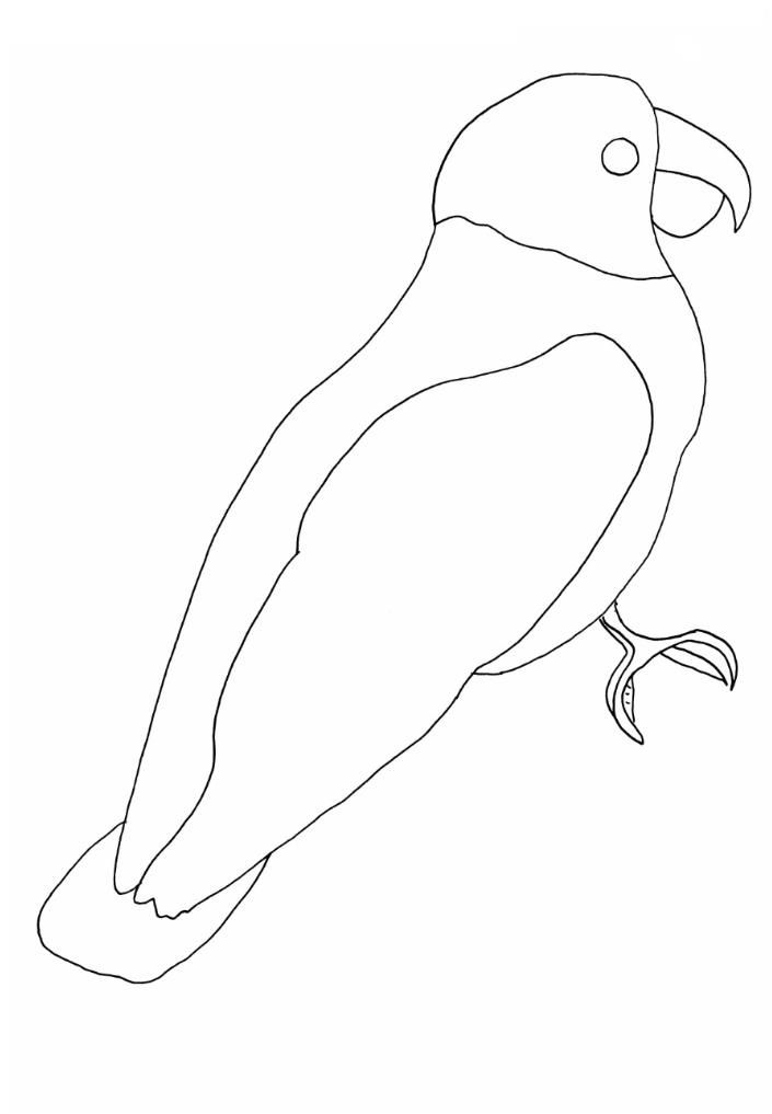 705x1017 How To Draw A Parrot Parrots Parrots In Drawings