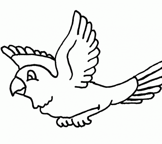 678x600 Parrot Pictures To Color Parrot Easy Drawing