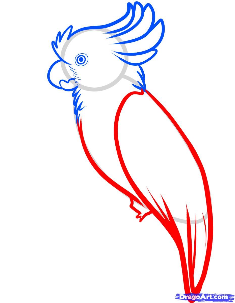 931x1199 how to draw a cockatoo step