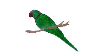 320x180 How To Draw Parrot Step