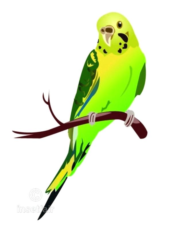 593x800 Parakeet Drawing