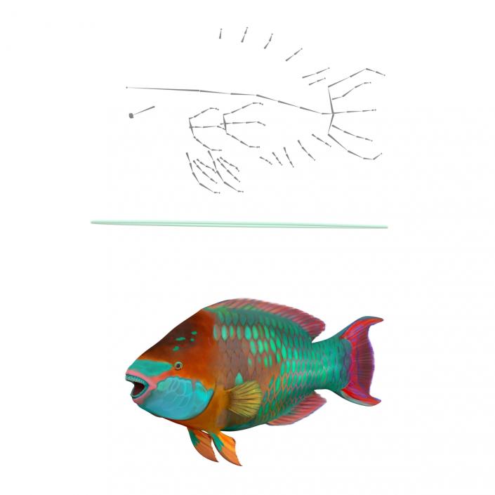 Parrot Fish Drawing