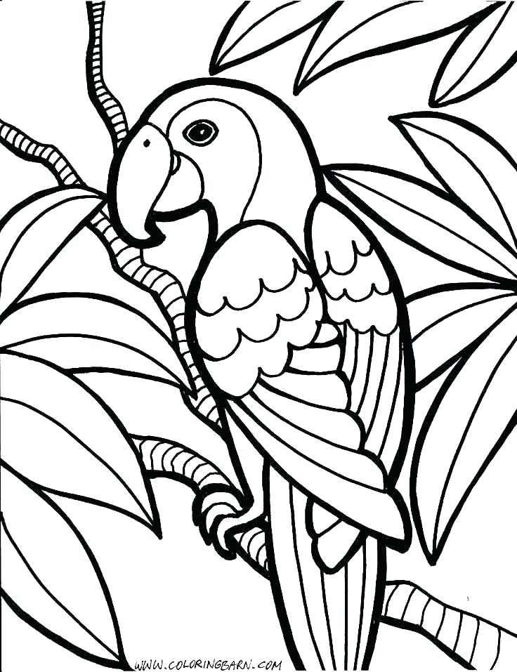 736x957 Colouring Pictures Of Parrots Animal Coloring Pages Parrot Fish