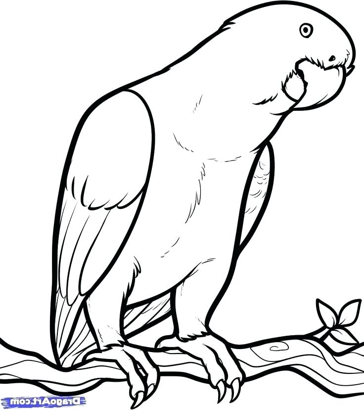 736x828 Parrot Draw Is Flying Coloring
