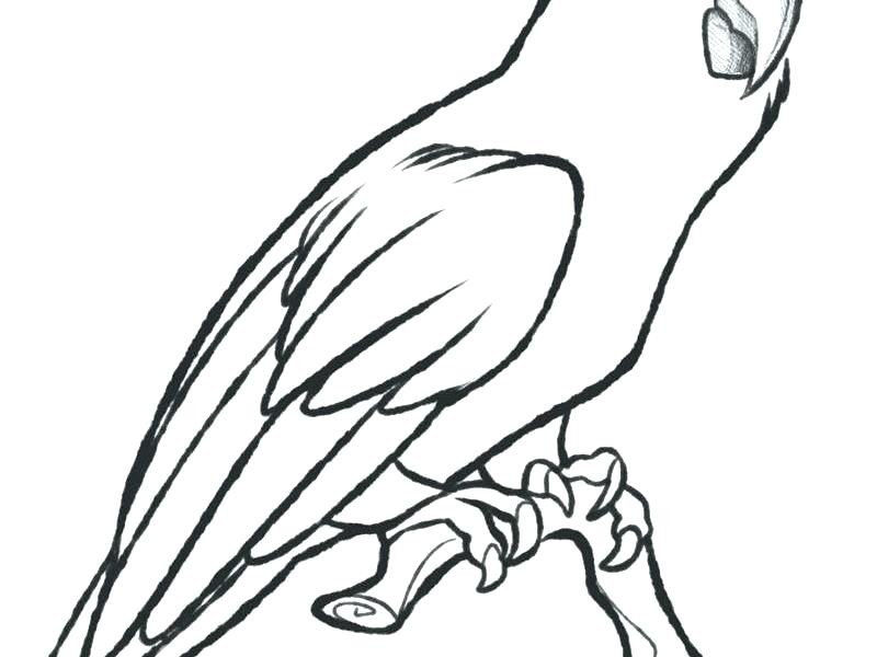 800x600 Parrot Fish Coloring