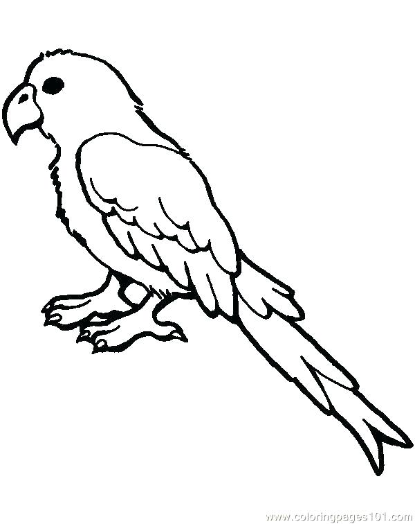 600x756 Coloring Pages Of Parrots Parrot Coloring Pages Coloring Pages