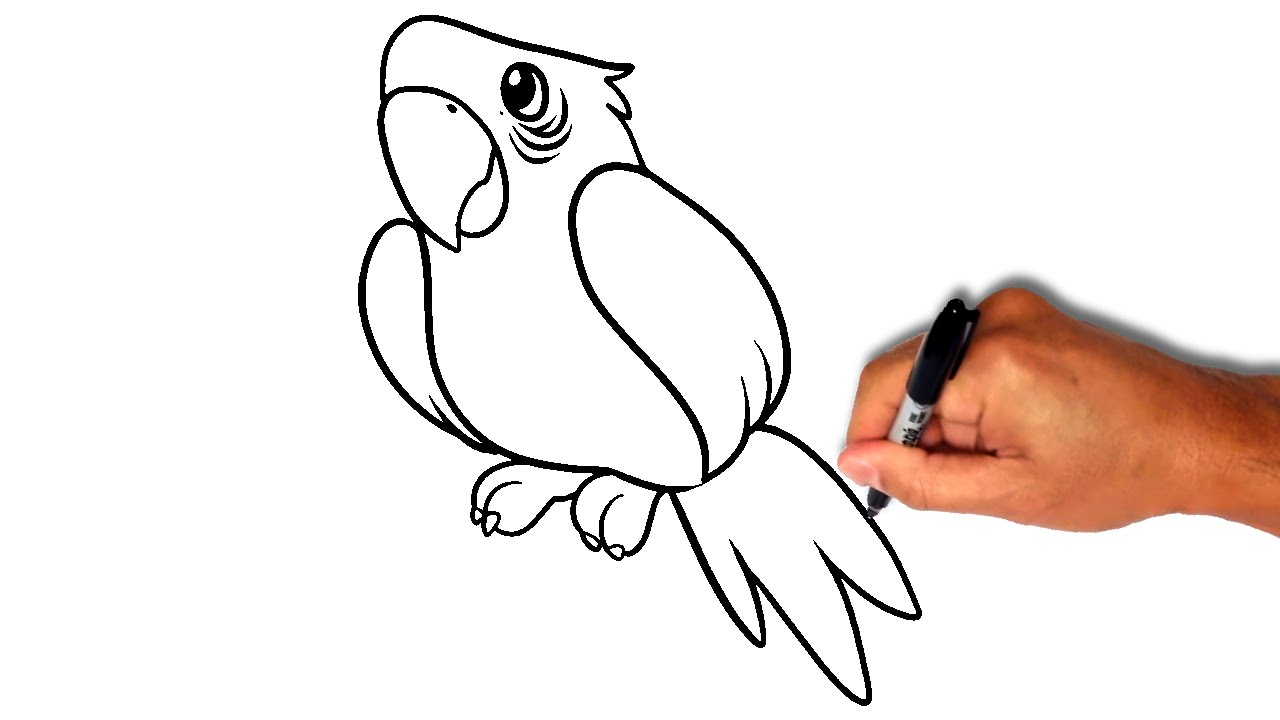 1280x720 How To Draw A Parrot