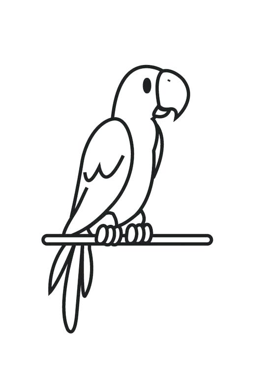 531x750 parrot drawing for colouring flying parrot coloring pages parrot