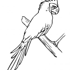 300x300 parrot drawing fresh draw birds parrot drawing clip art parrot