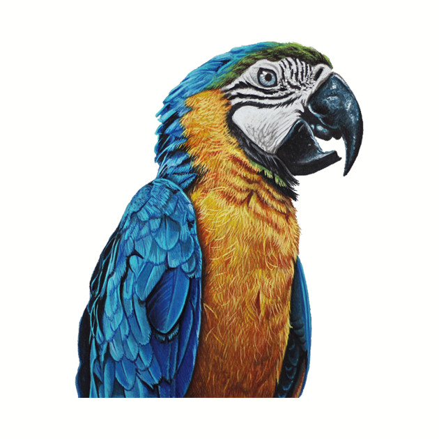 630x630 Parrot Drawing