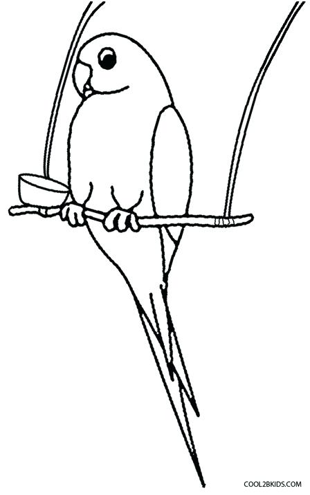 448x716 How To Draw A Parrot For Kids