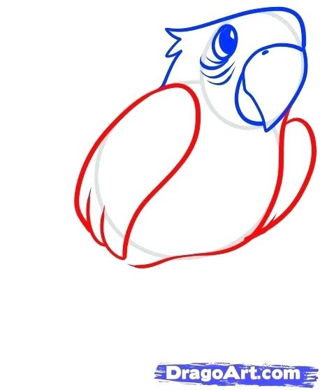 458x558 Draw A Parrot How Draw Parrot Video