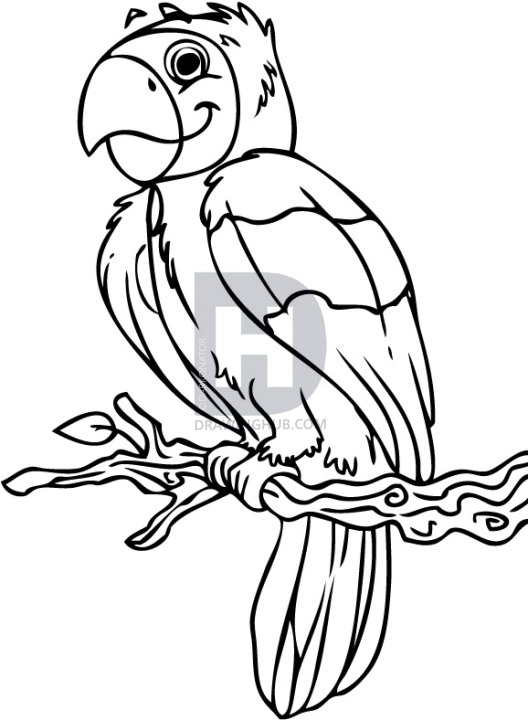 528x720 How To Draw A Cartoon Parrot, Step