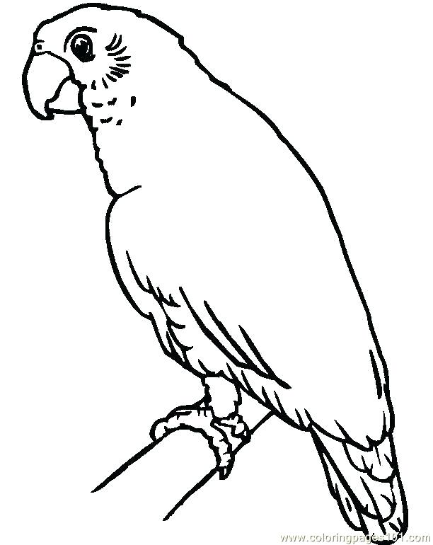 612x770 How To Draw A Parrot Easy Parrots Coloring Pages Parrot Colouring
