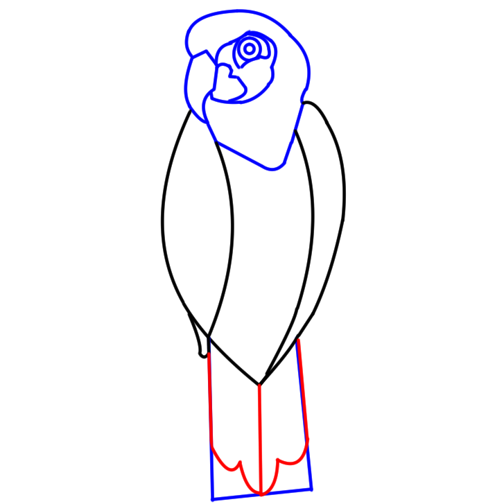 727x727 How To Draw A Cartoon Parrot