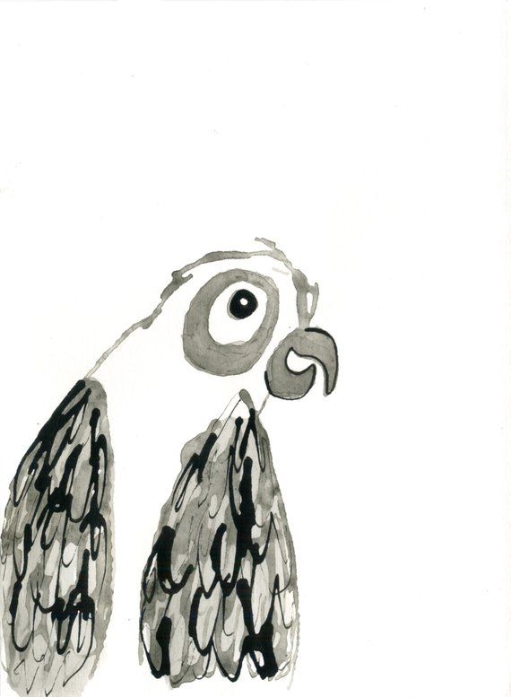 570x777 Parrot Original Artwork Drawing In Pen And Ink Sasha Dewitt
