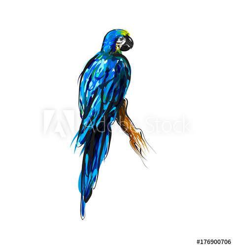 475x500 Vector Color Line Drawing A Parrot