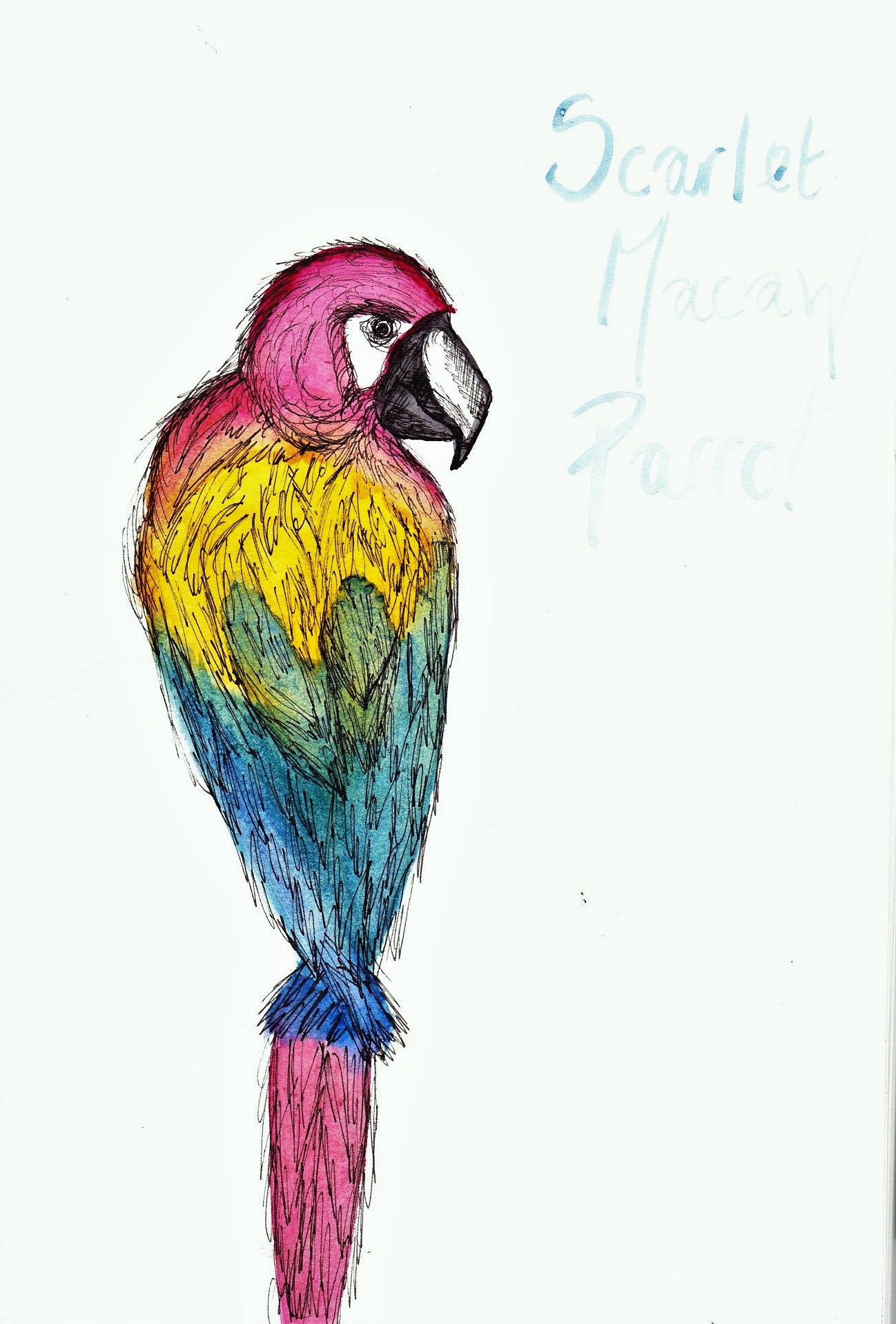 1298x1918 Bird Sketches Heidi Westmorland