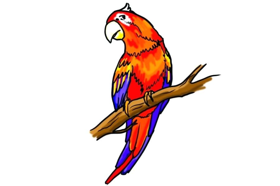 900x600 Drawing A Parrot How Parrot Drawing Images Step