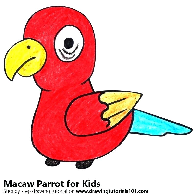 800x800 Easy To Draw Parrot Step