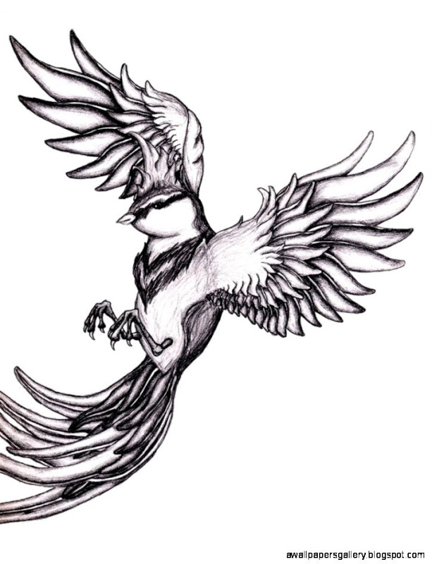 613x800 Flying Parrot Pencil Drawing