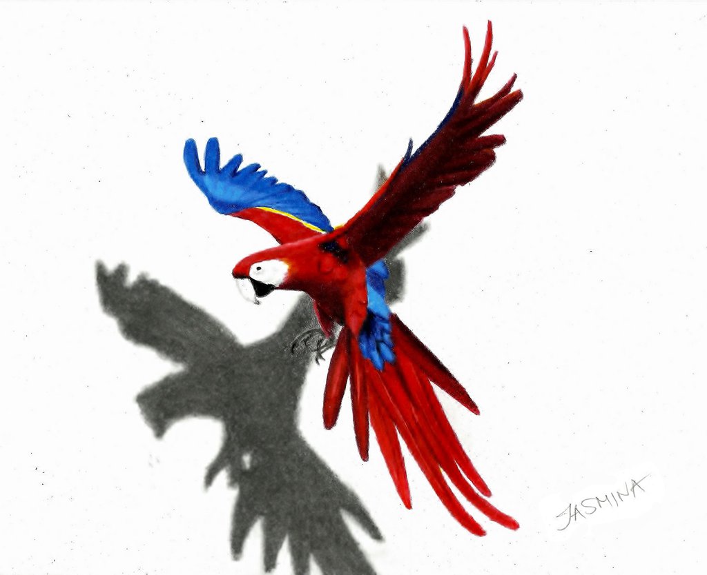 1024x834 Parrot Colour Pencil Drawing