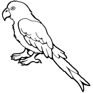 300x300 Parrot Drawing Best Parrot Drawing Outline At Getdrawings