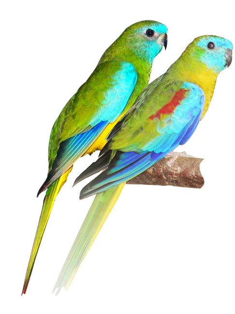 486x647 Parrots Drawing Free Download On Unixtitan