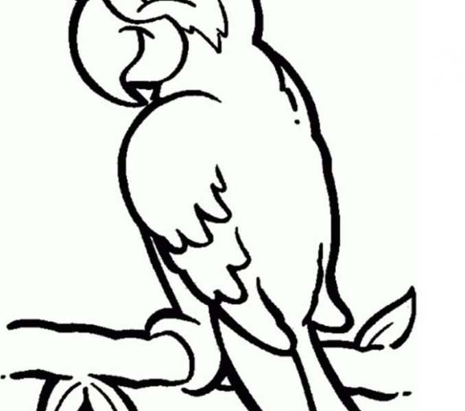 678x600 Pictures Of Parrots To Color Parrot Pencil Drawing