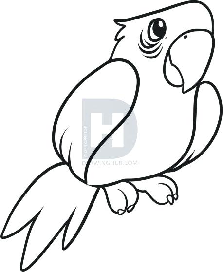 458x558 Drawing Parrot