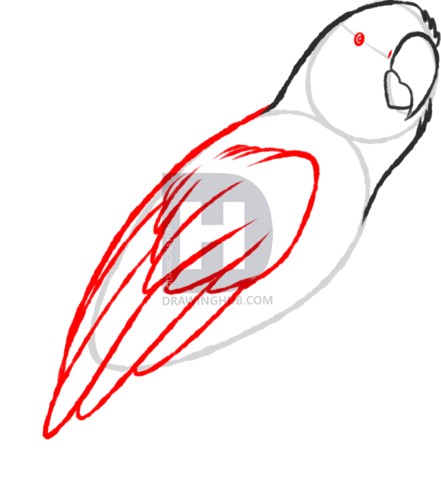 644x720 How To Sketch A Parrot, Step