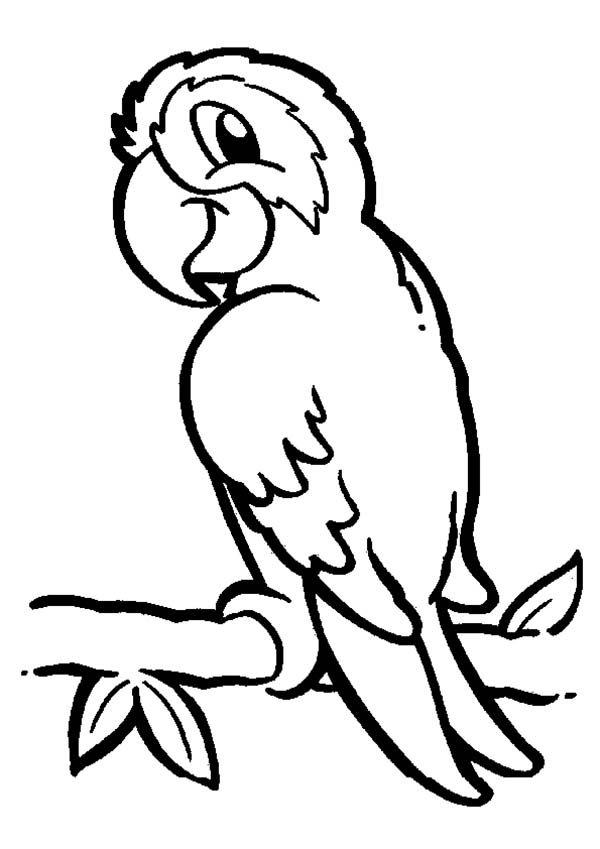 600x849 Parrot Drawing Free Download