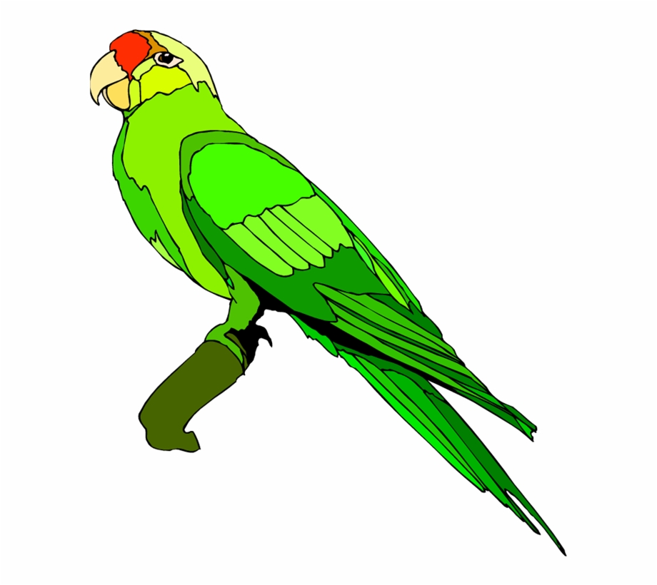 920x820 Drawing Alphabet Parrot Png Royalty Free Stock