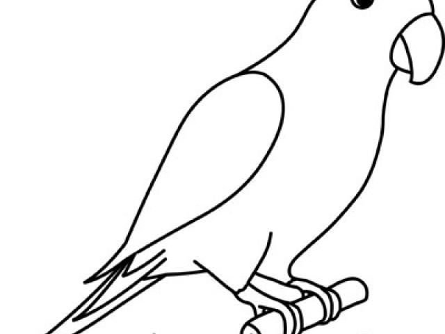 640x480 Parrot Clipart Draw