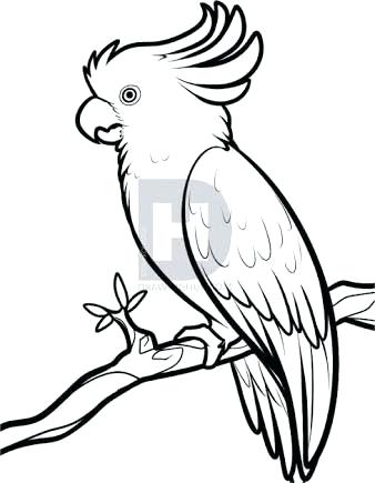 338x435 Parrot Drawing Sketch Drawing Parrot Bird Black And White Black