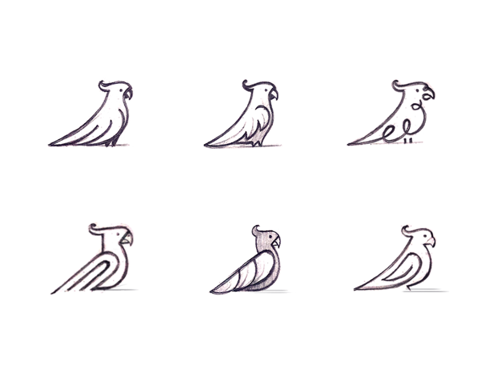 1600x1200 Parrot Sketches