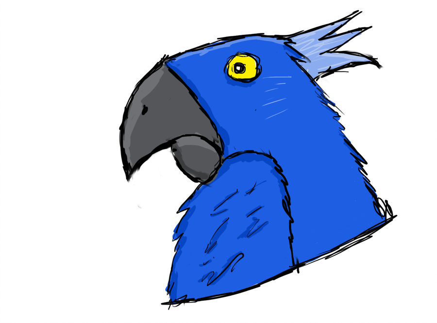 900x666 Parrot Sketch
