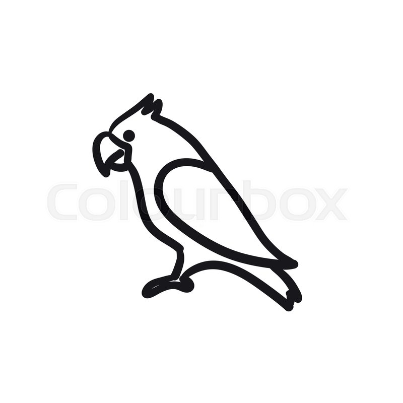 800x800 Parrot Vector Sketch Icon Isolated On Stock Vector Colourbox