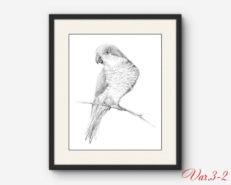 794x635 Quaker Parrot Illustration Parakeet Print Black And White Etsy