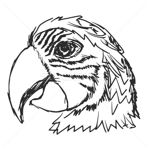 600x600 Parrot Vector Illustration Oleksandr Kovalenko