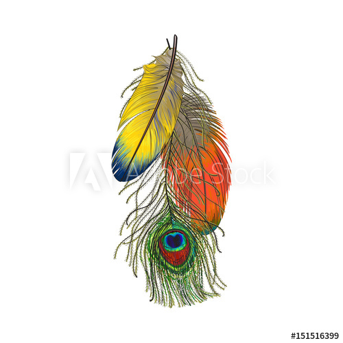 500x500 Hand Drawn Set Of Colorful Bird Feathers, Parrots And Peacock