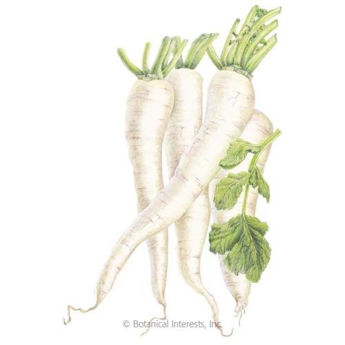 500x500 Miyashige White Daikon Radish Seeds Organic Botanical Interests