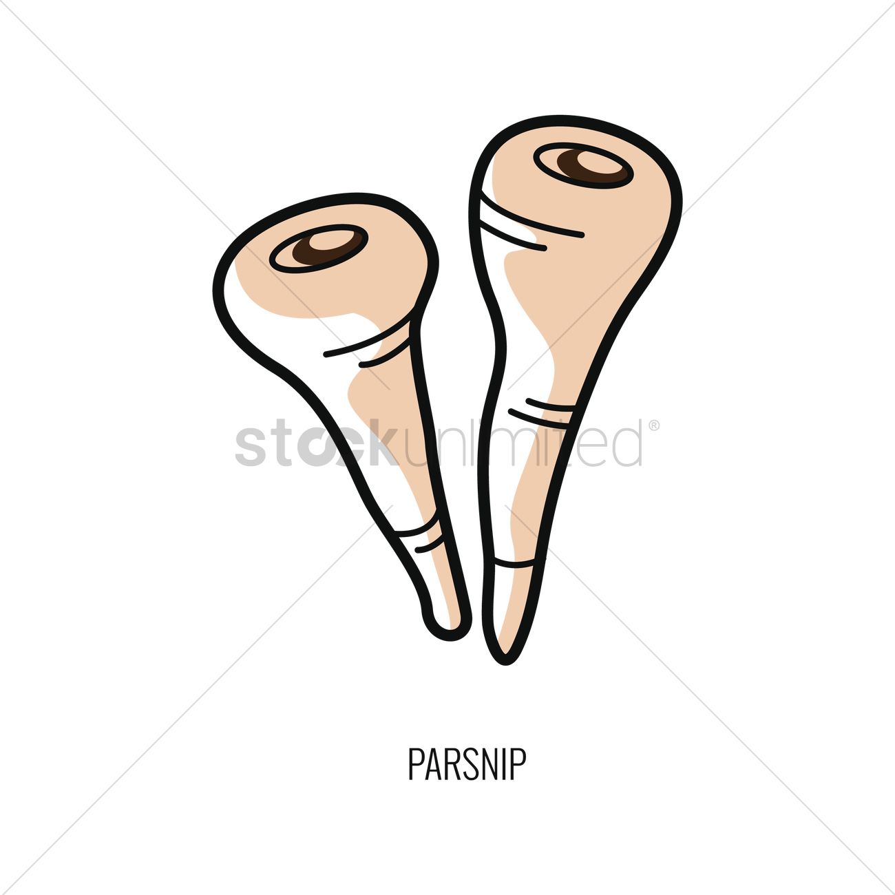 1300x1300 Parsnip Vector Image