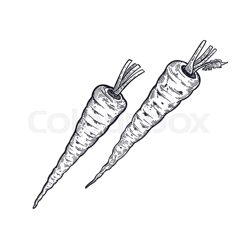 800x800 Parsnip Hand Drawing Of Vegetable Stock Vector Colourbox