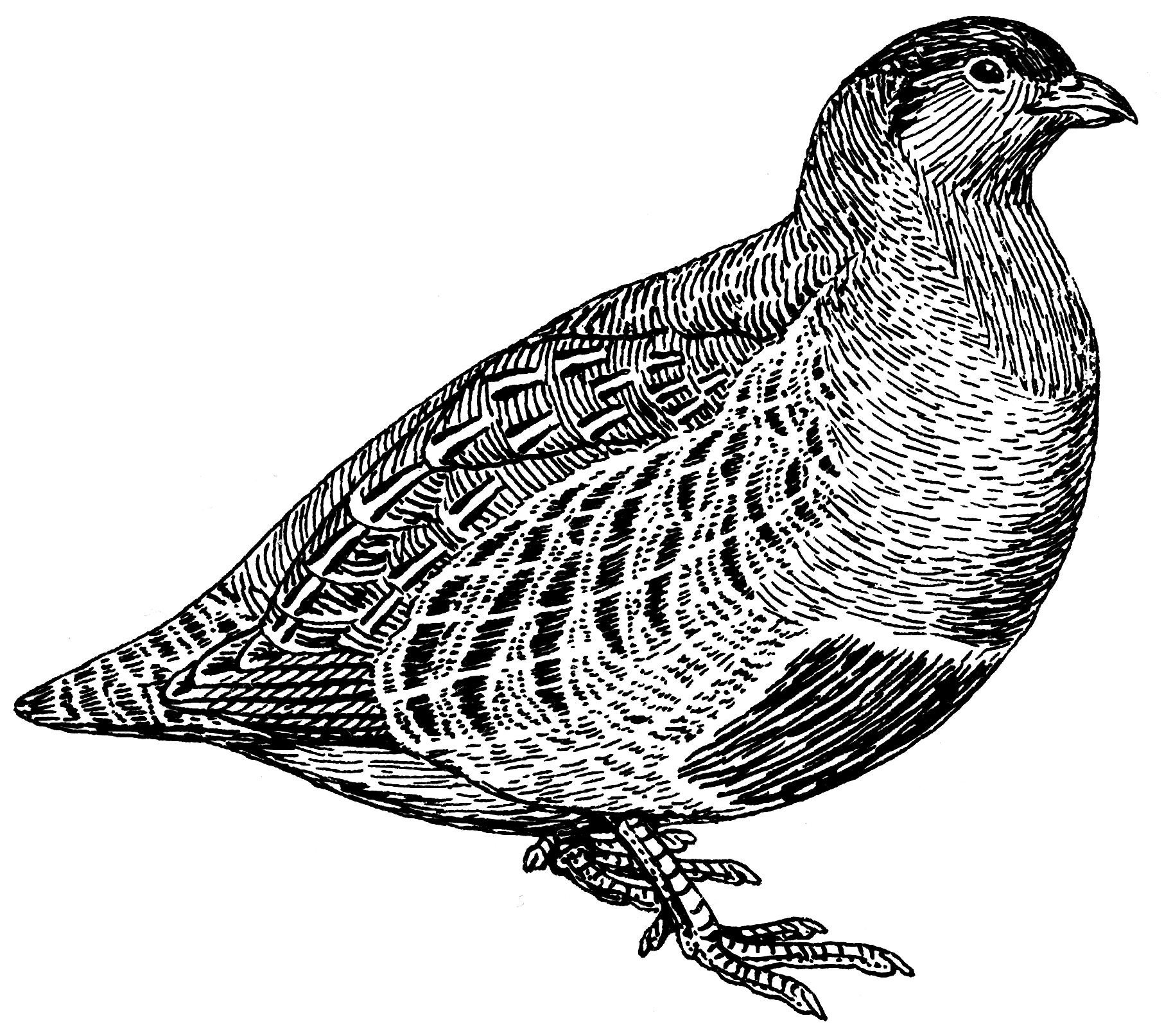 Partridge Drawing